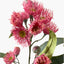 Eucalyptus Flowering Spray (Pink)