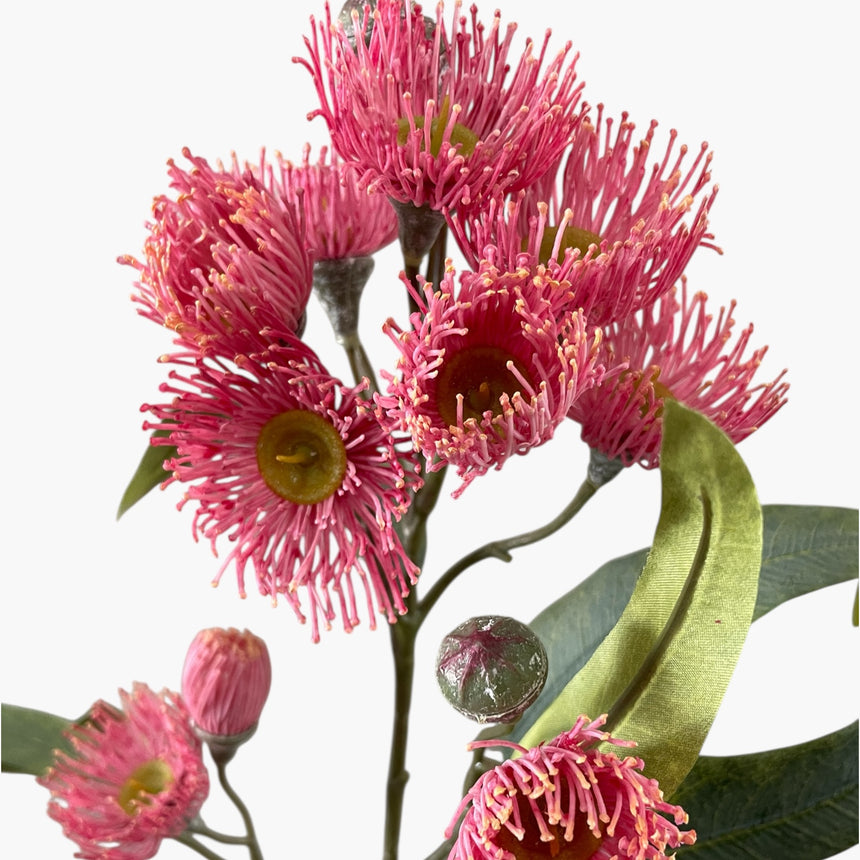 Eucalyptus Flowering Spray (Pink)