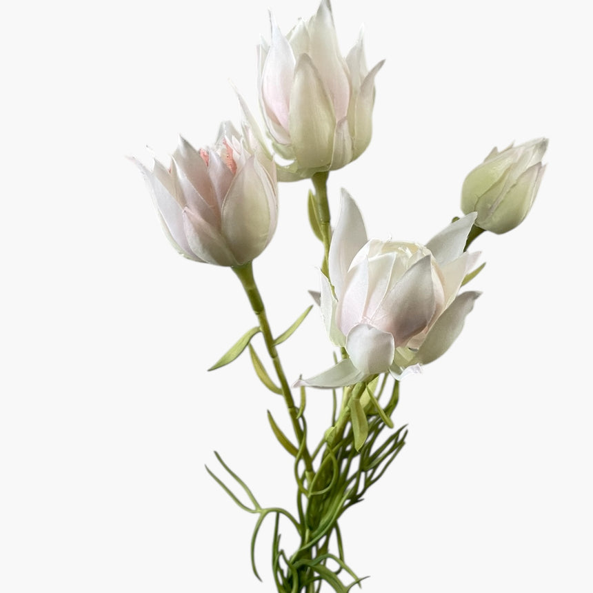 Blushing Bride (Cream Pink)