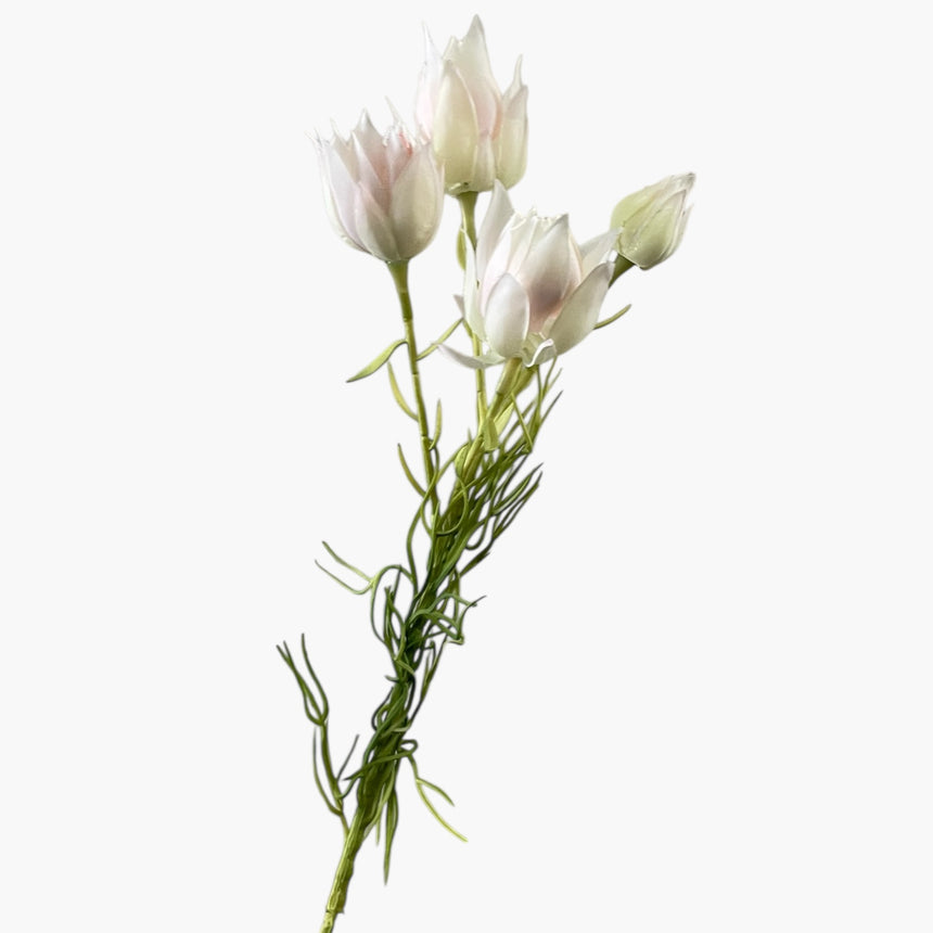 Blushing Bride (Cream Pink)