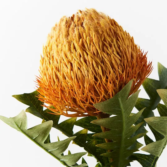 Banksia Acorn (Orange)