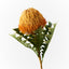 Banksia Acorn (Orange)