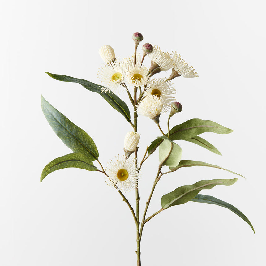 Eucalyptus Flowering Spray (White)