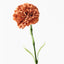 Carnation (Rust)