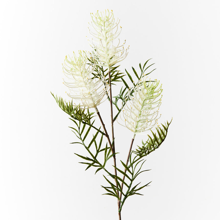 Grevillea Spray - White