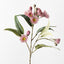 Eucalyptus Flowering Spray (Pink)