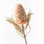 Banksia Acorn (Cream)