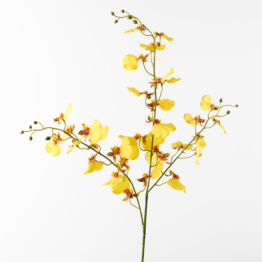 Dancing Lady Orchid (Yellow)