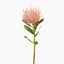 Protea Leucospermum Pincushion (Pink)