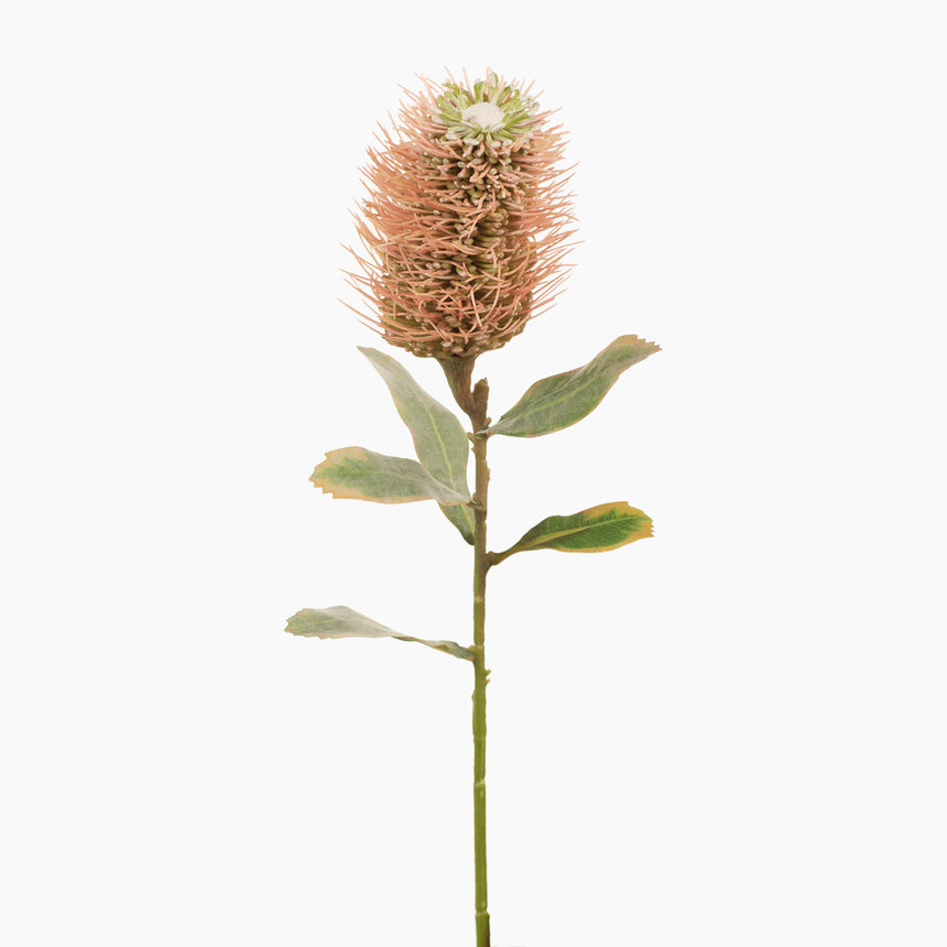 Leucospermum Hybrid (Pink)