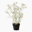 Flannel Flower Plant