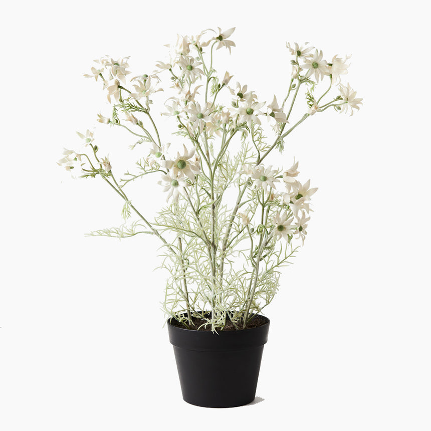 Flannel Flower Plant