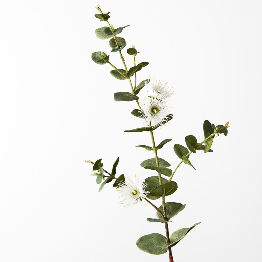 Eucalyptus Flowering Dollar (White)