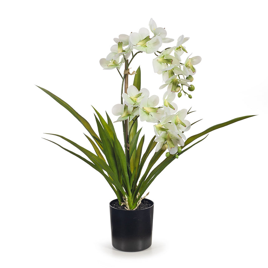 Ascocenda Orchid in Pot (Soft Green)