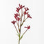 Kangaroo Paw (Burgundy)
