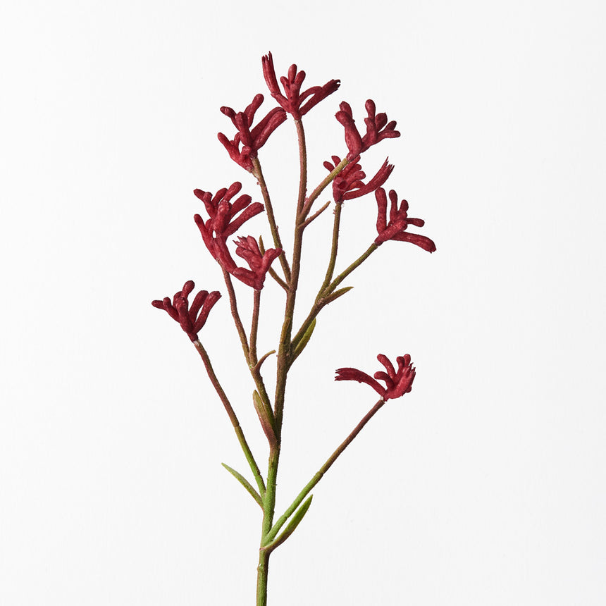 Kangaroo Paw (Burgundy)