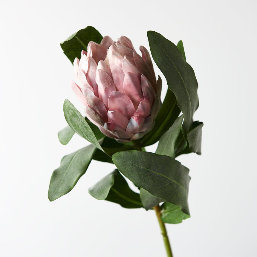 Queen Protea (Light Pink)