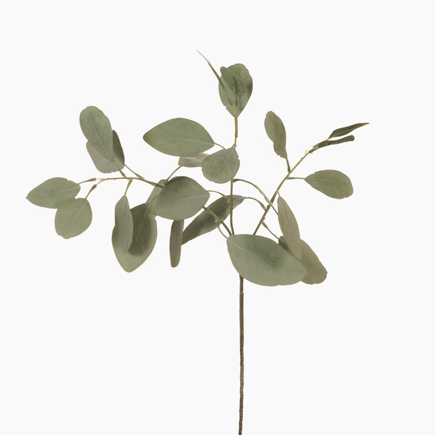 Eucalyptus Silver Dollar (Green Grey)