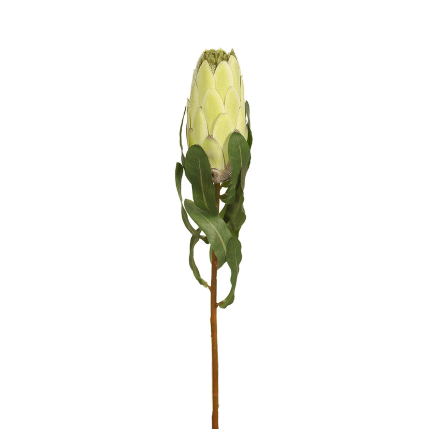 Queen Protea (Light Green)
