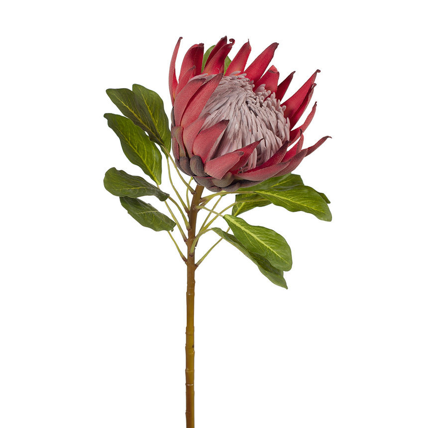Large King Protea (Fuschia)
