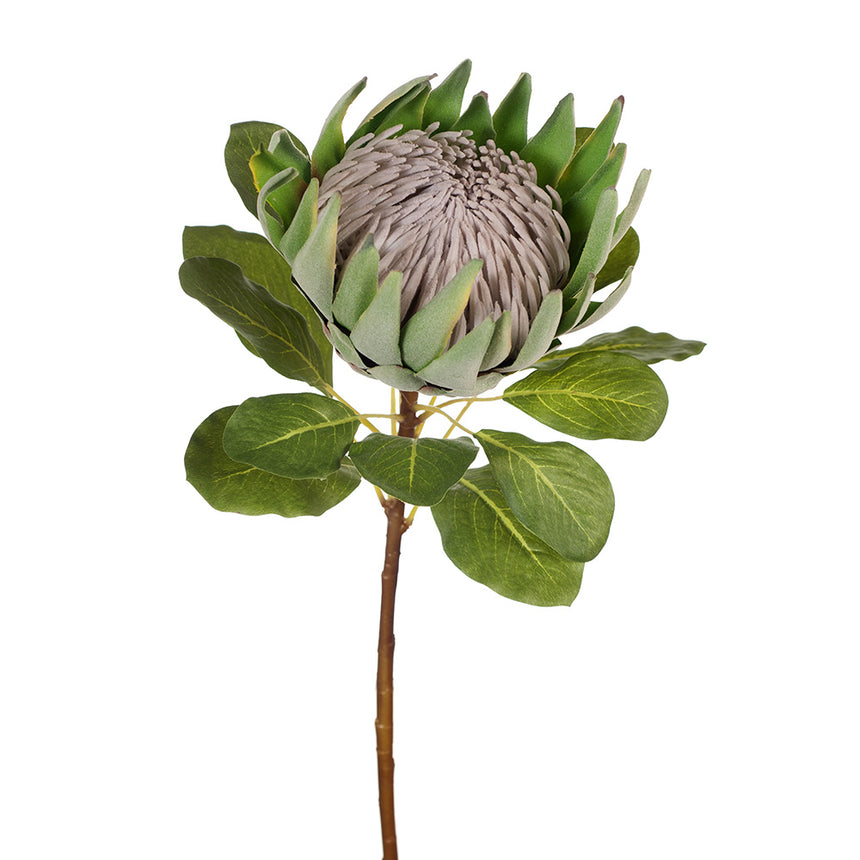 Large King Protea (Green)