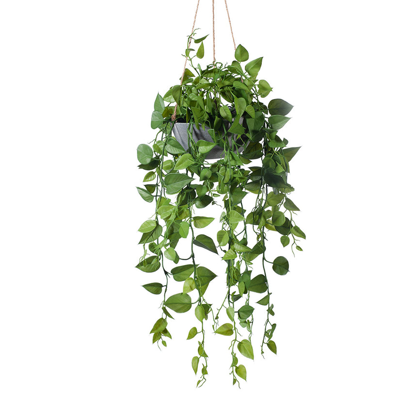 Philodendron Hanging Bowl