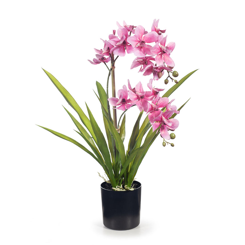 Ascocenda Orchid in Pot (Pink)