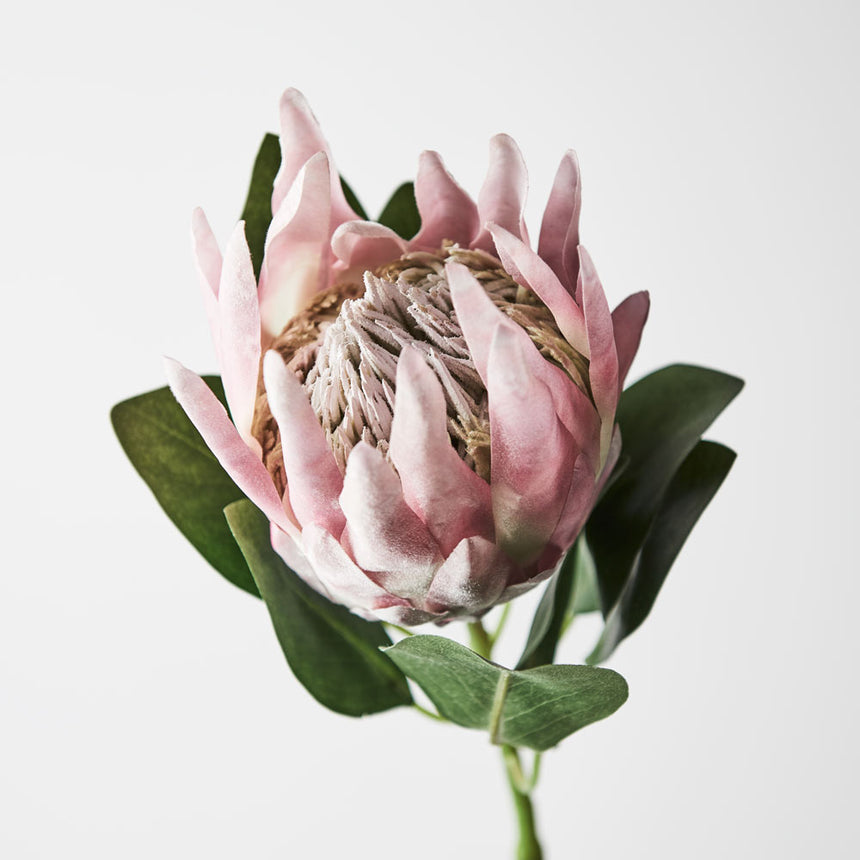 King Protea (light pink)