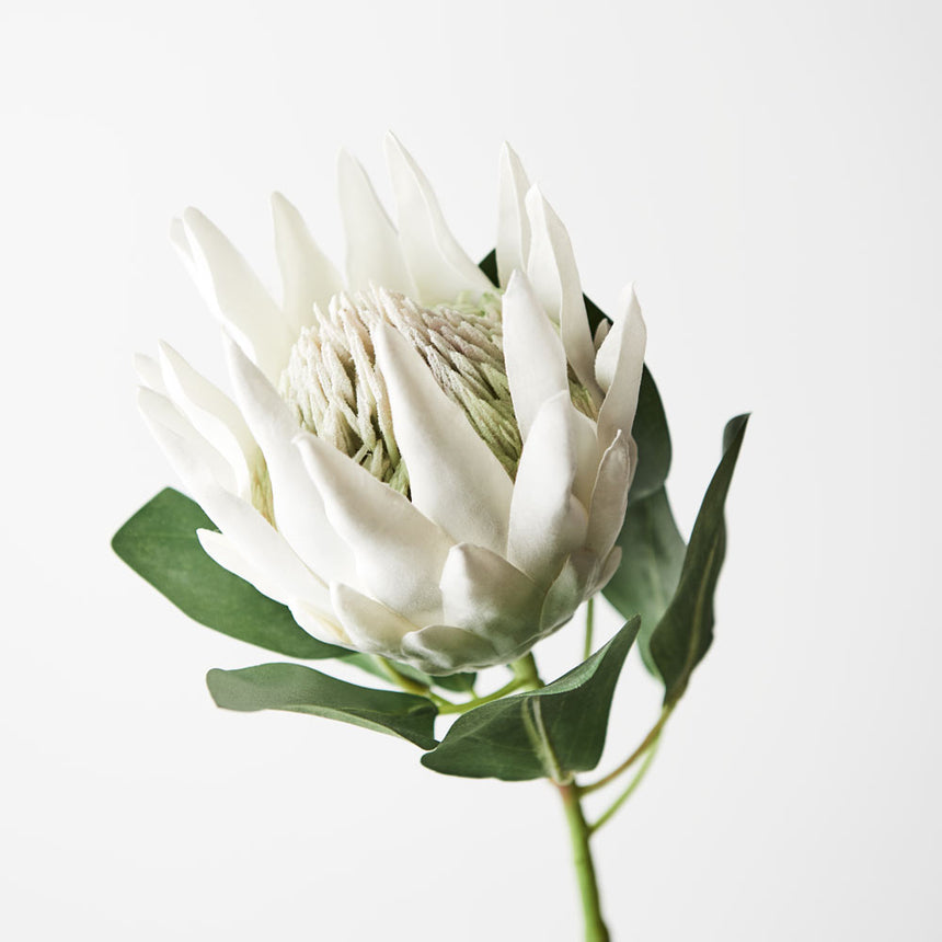 King Protea (white)