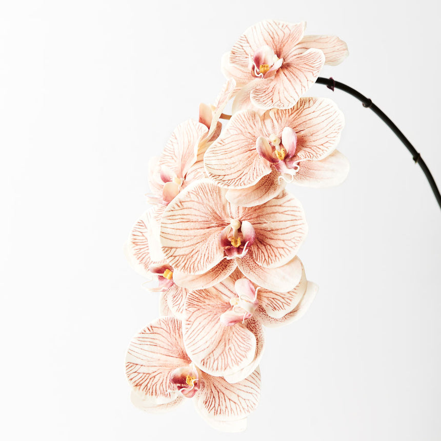 Phalaenopsis Orchid (Mocha)