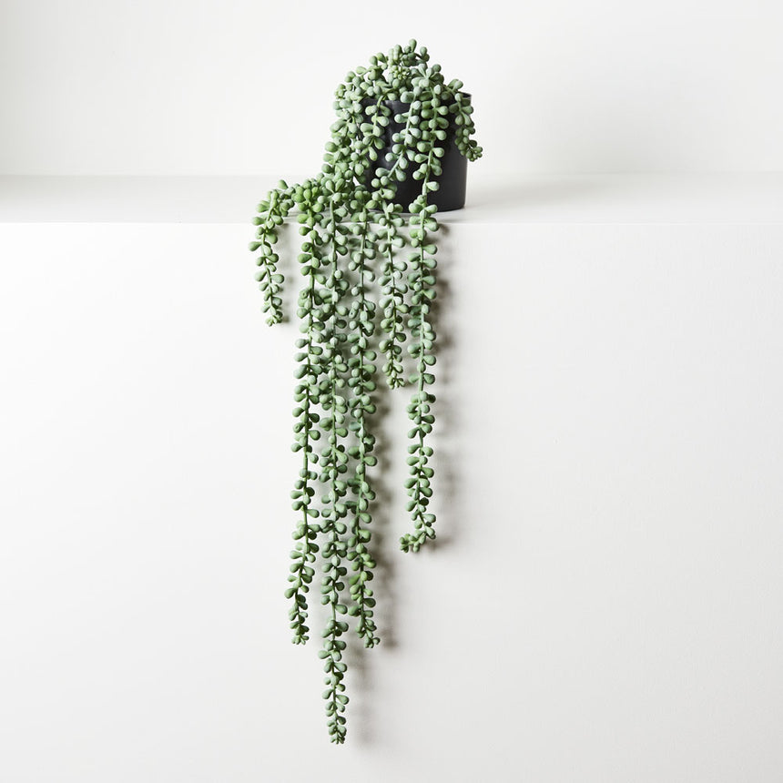 String of Pearls in Pot (Grey/Green)