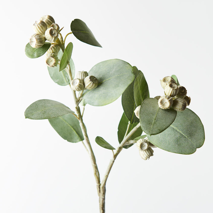 Eucalyptus Tetragona (Green)