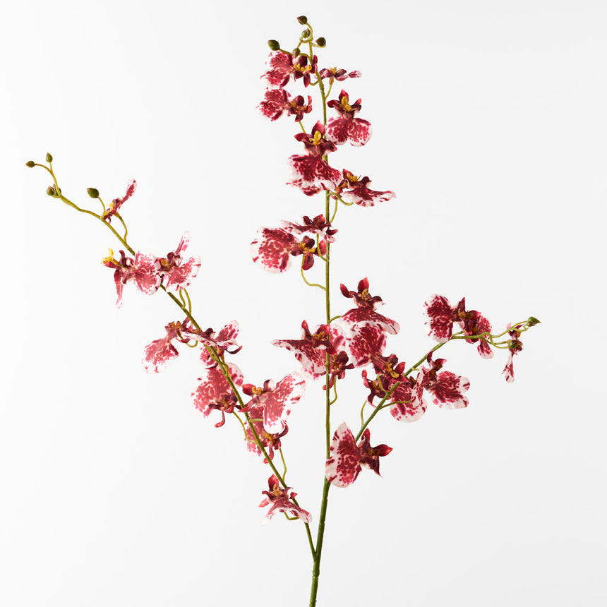 Dancing Lady Orchids (Crimson)