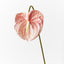 Anthurium (Blush/Pink)