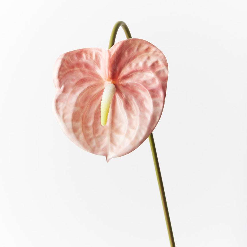 Anthurium (Blush/Pink)