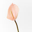 Anthurium (Light Pink)