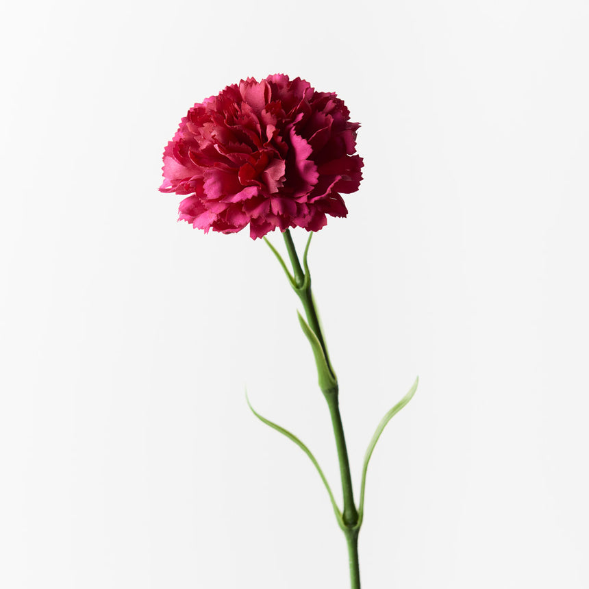 Carnation (Fuschia)