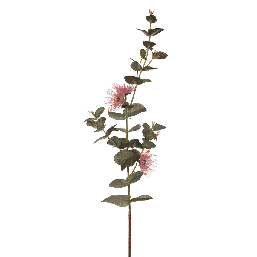 Eucalyptus Flowering Dollar (Pink)