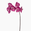 Phalaenopsis Orchid (Fuschia)