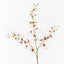 Dancing Lady Orchid (White)